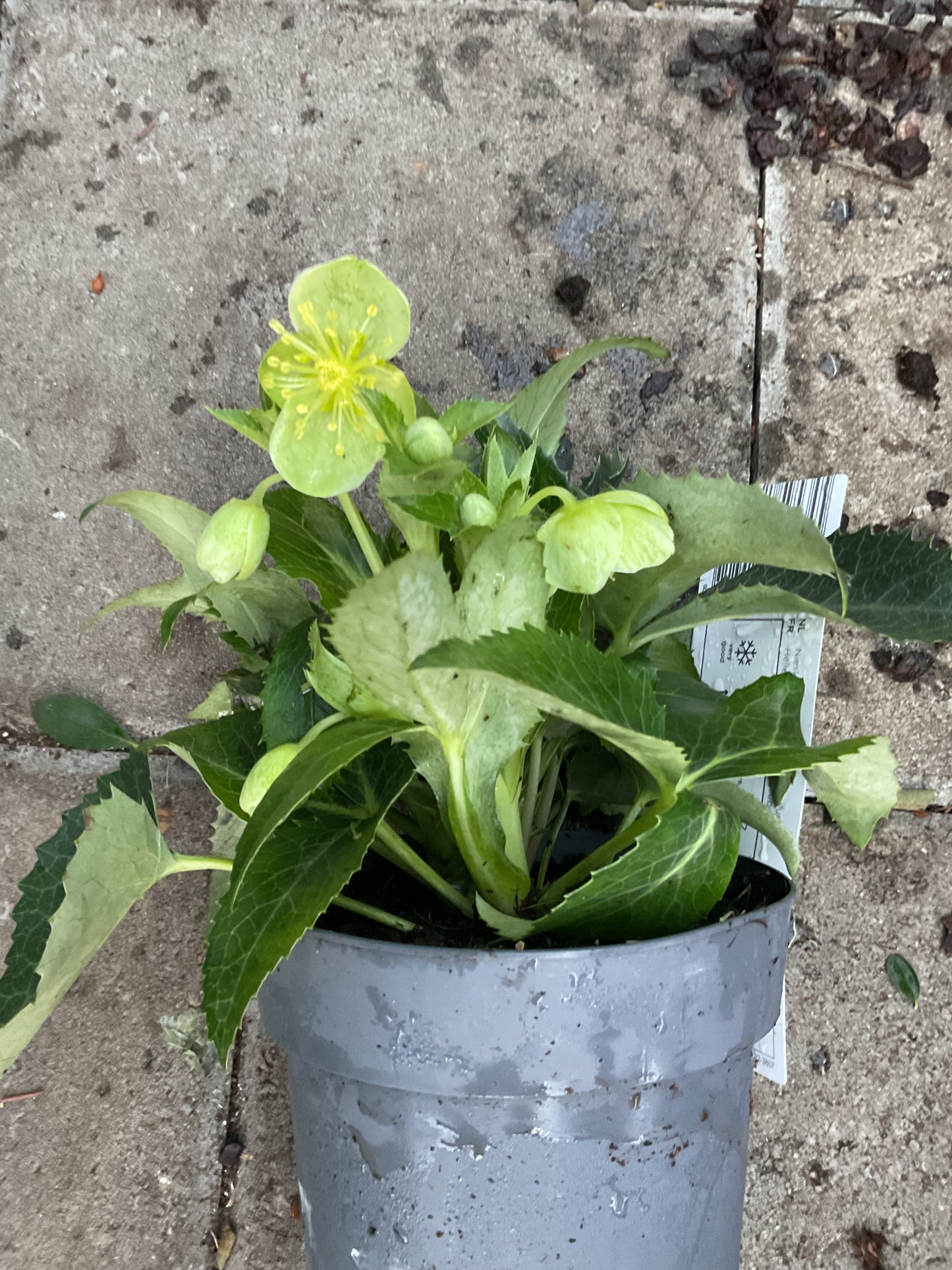 Helleborus argutifolius P15