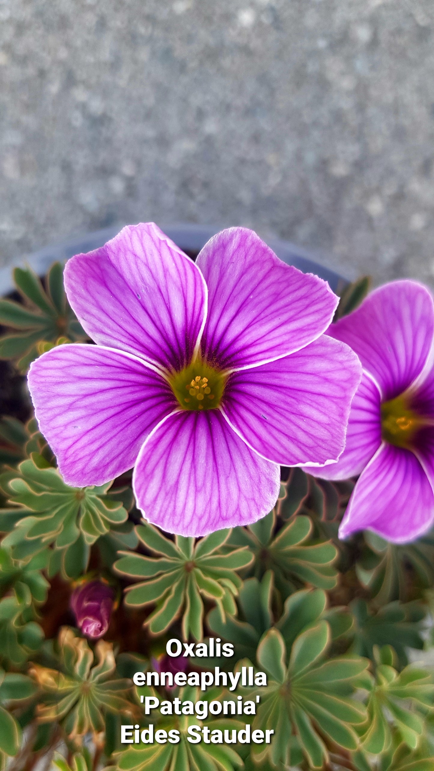 Oxalis enneaphylla Koll. 6 stk