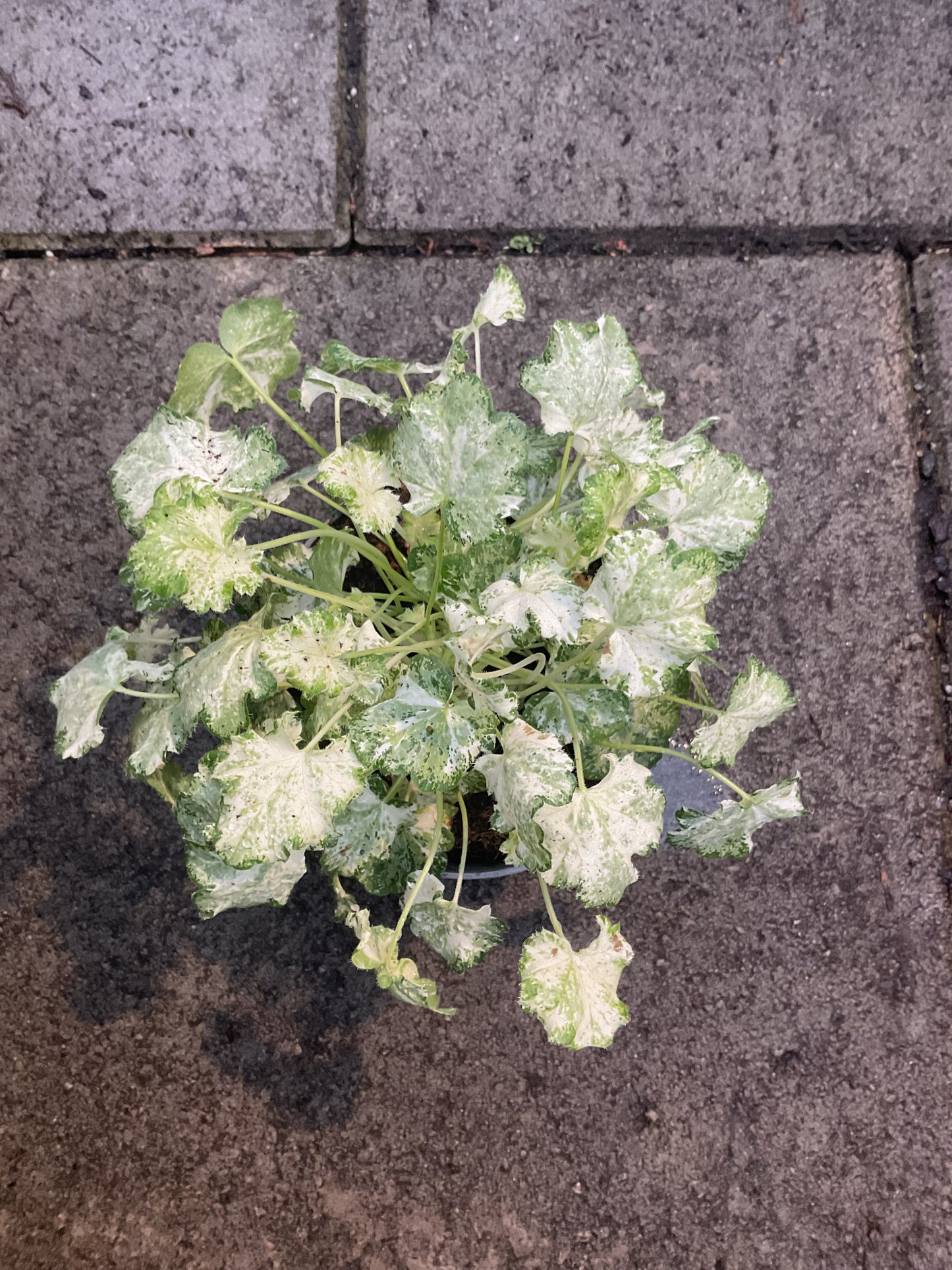 Heuchera ‘Snowy Panky’ P11