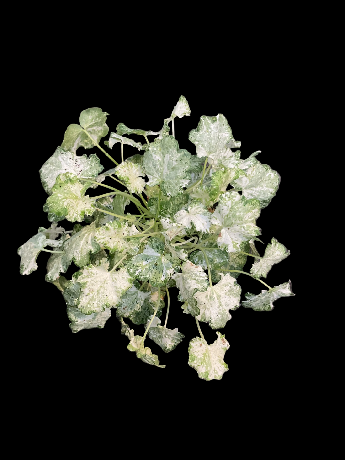 Heuchera ‘Snowy Panky’ P11