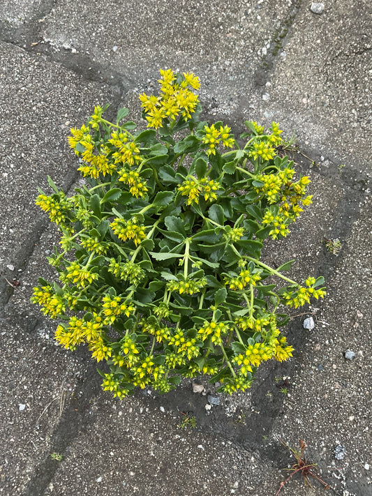 Sedum floriferum ‘Little Miss Sunshine’ P12