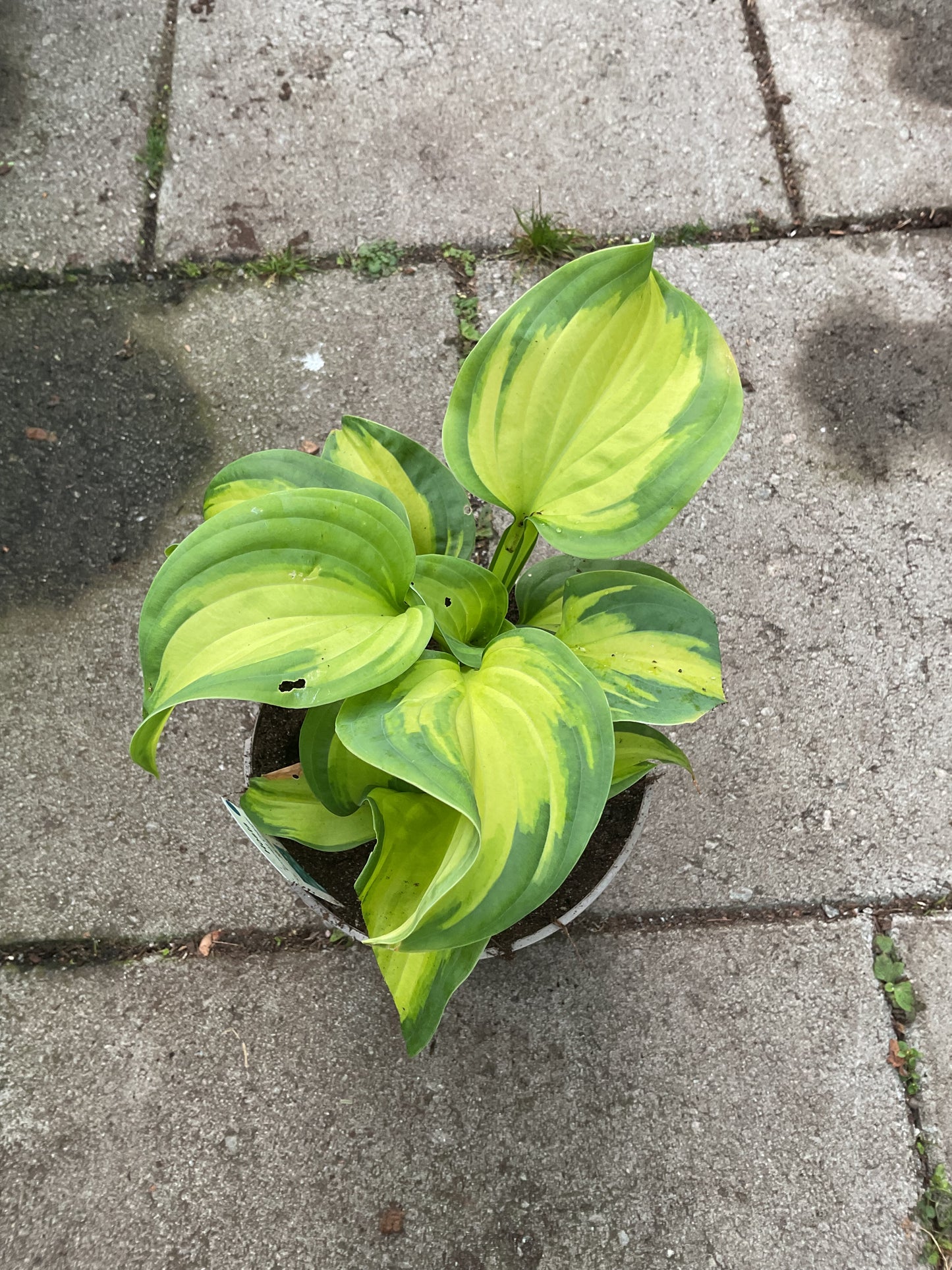 Hosta ‘Emerald Charger’