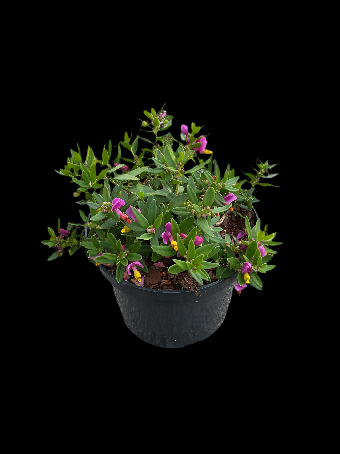 Polygala chamaebuxus ‘Grandiflora’ P19