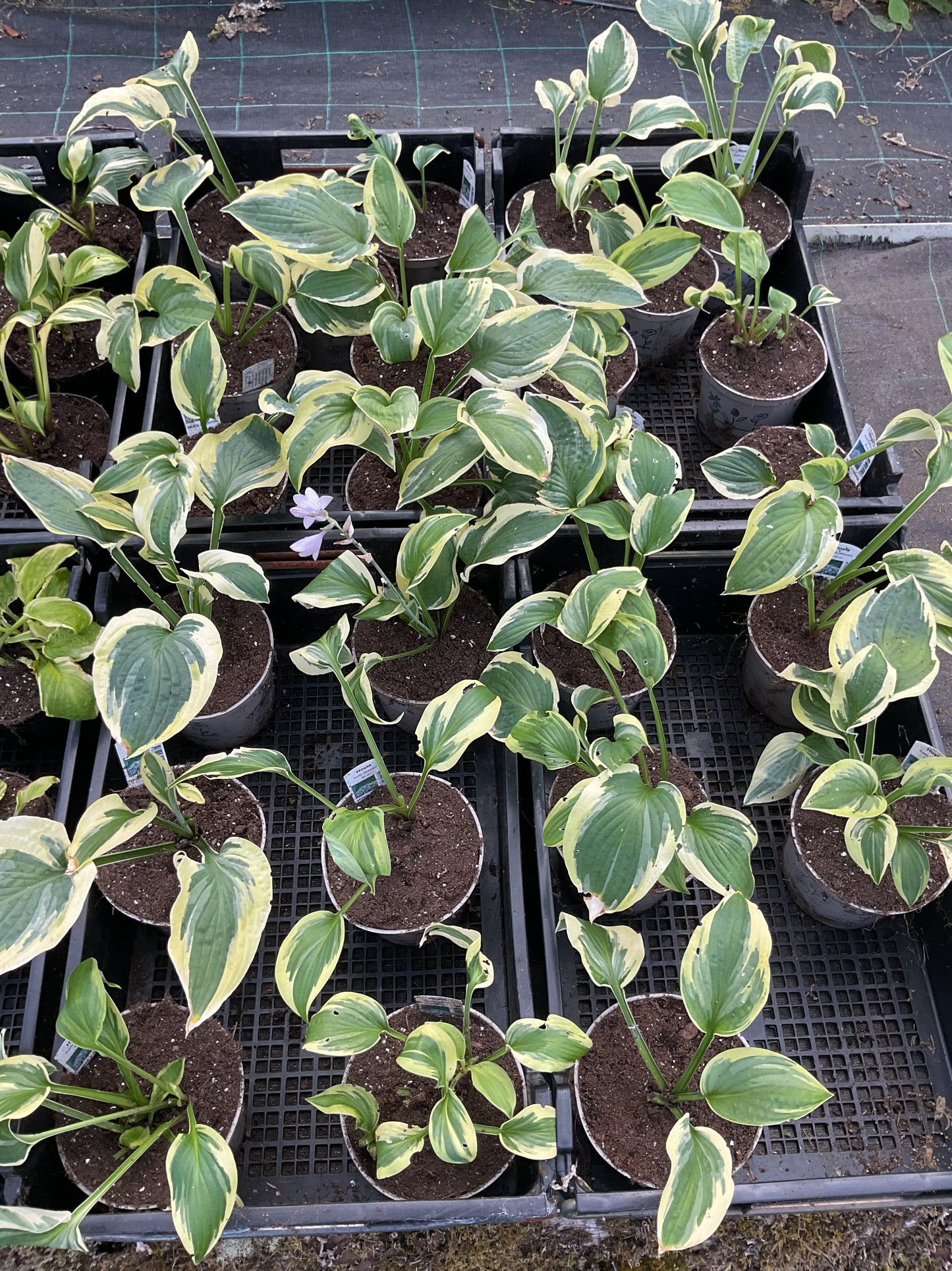 Hosta ‘Austin Dickinson’