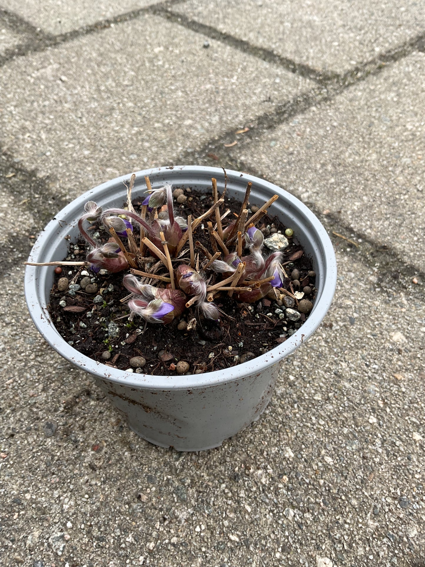 Hepatica ‘Aurora’ Kolleksjon av 6 stk Ungarsk blåveis