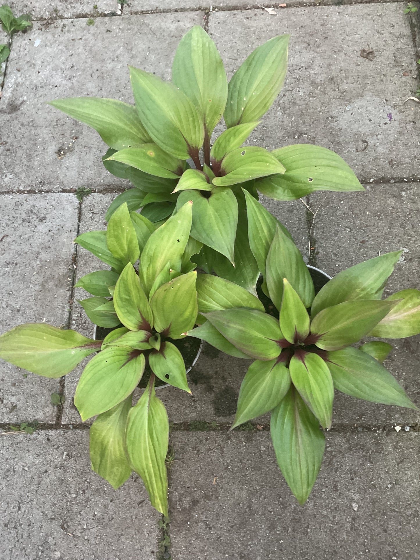 Hosta ‘First Blush’