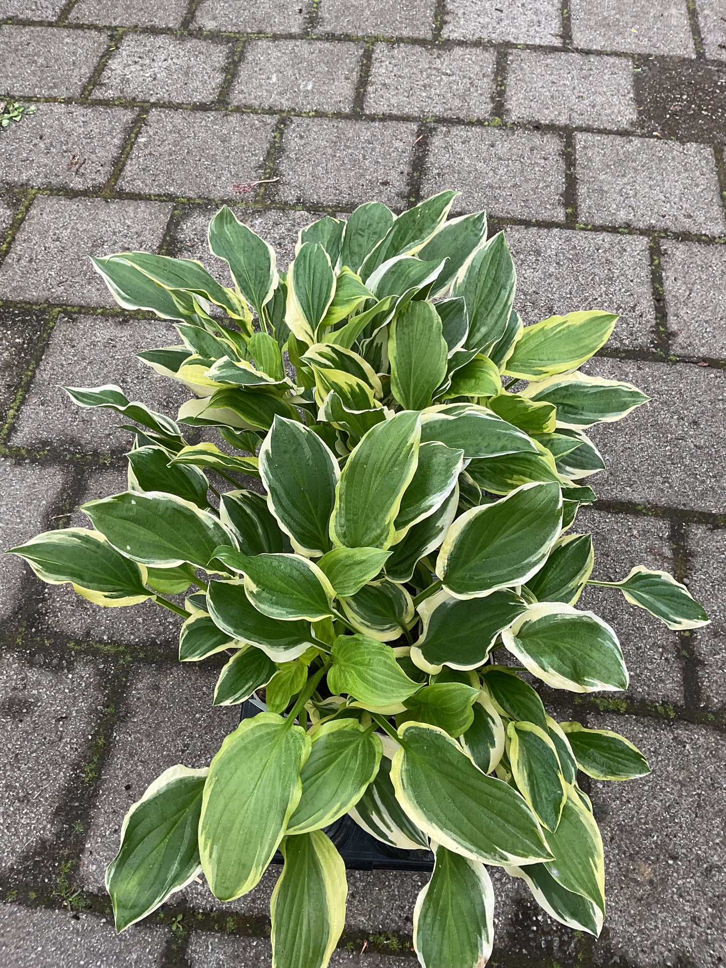 Hosta ‘So Sweet’