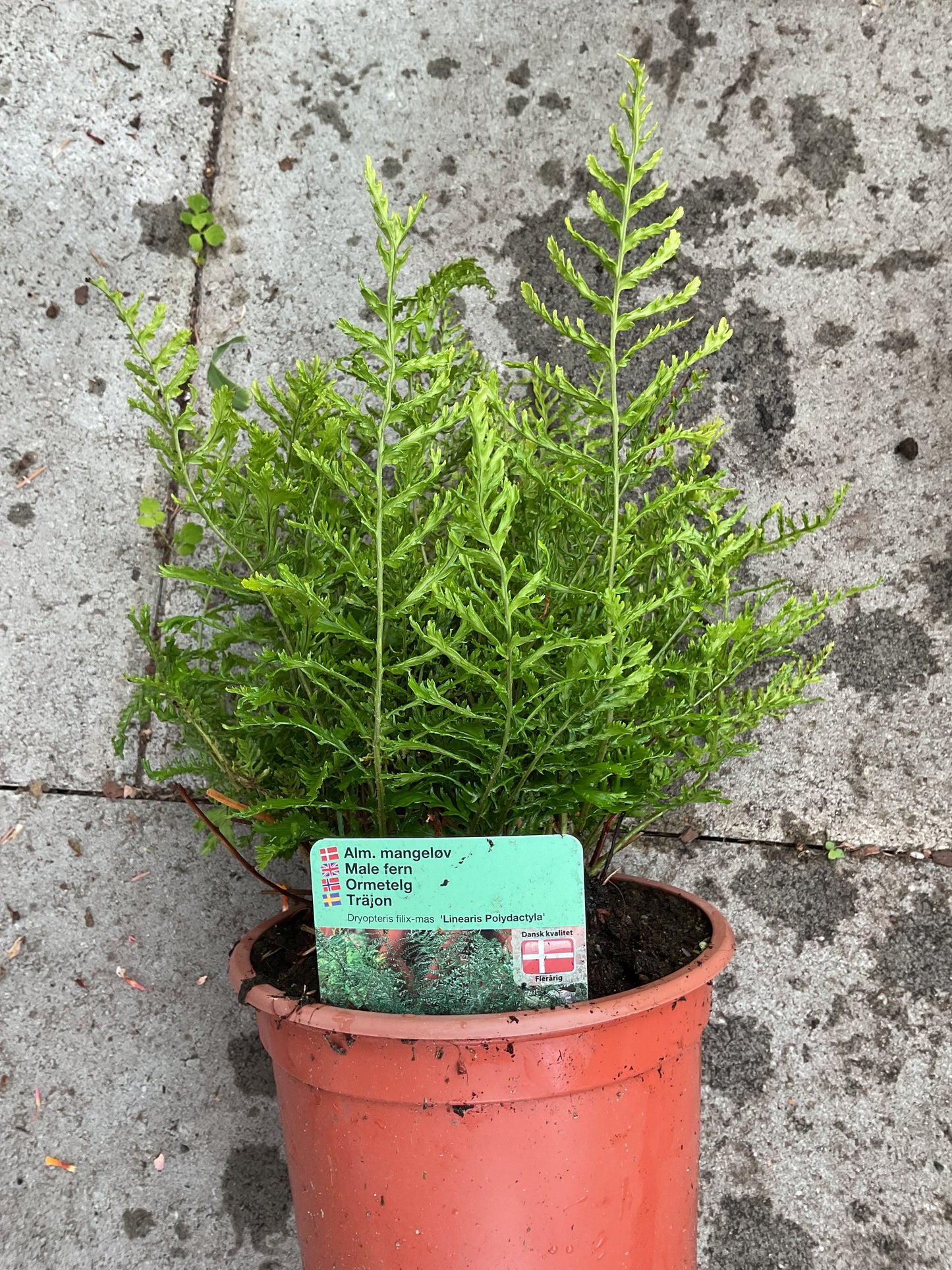 Dryopteris filix-mas ‘Linearis Polydactyla’