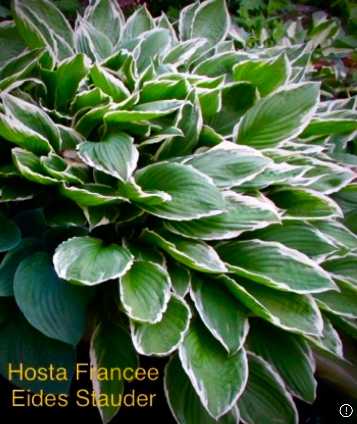 Hosta ‘Francee’