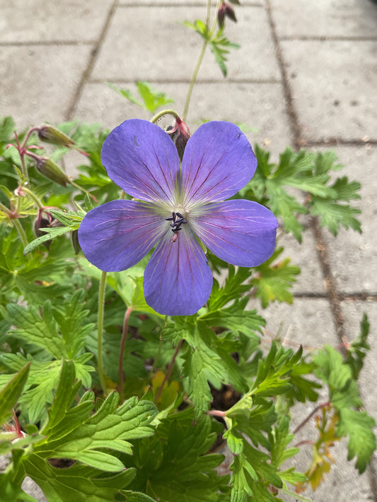 Geranium himalayense ‘Baby Blue’ P17