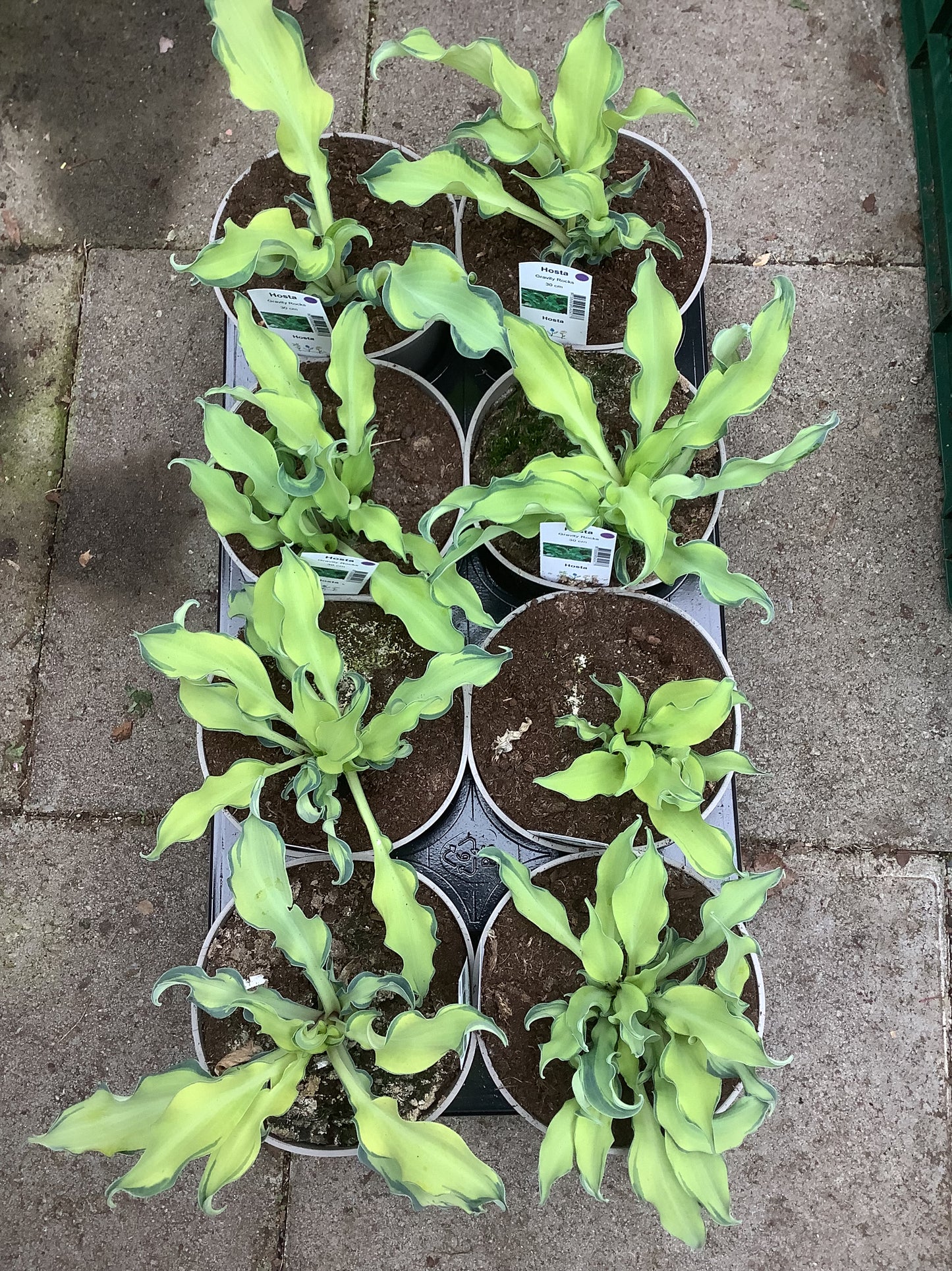 Hosta ‘Gravity Rocks’