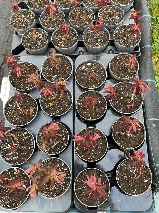 Euphorbia dulchis ‘Chameleon’ P11