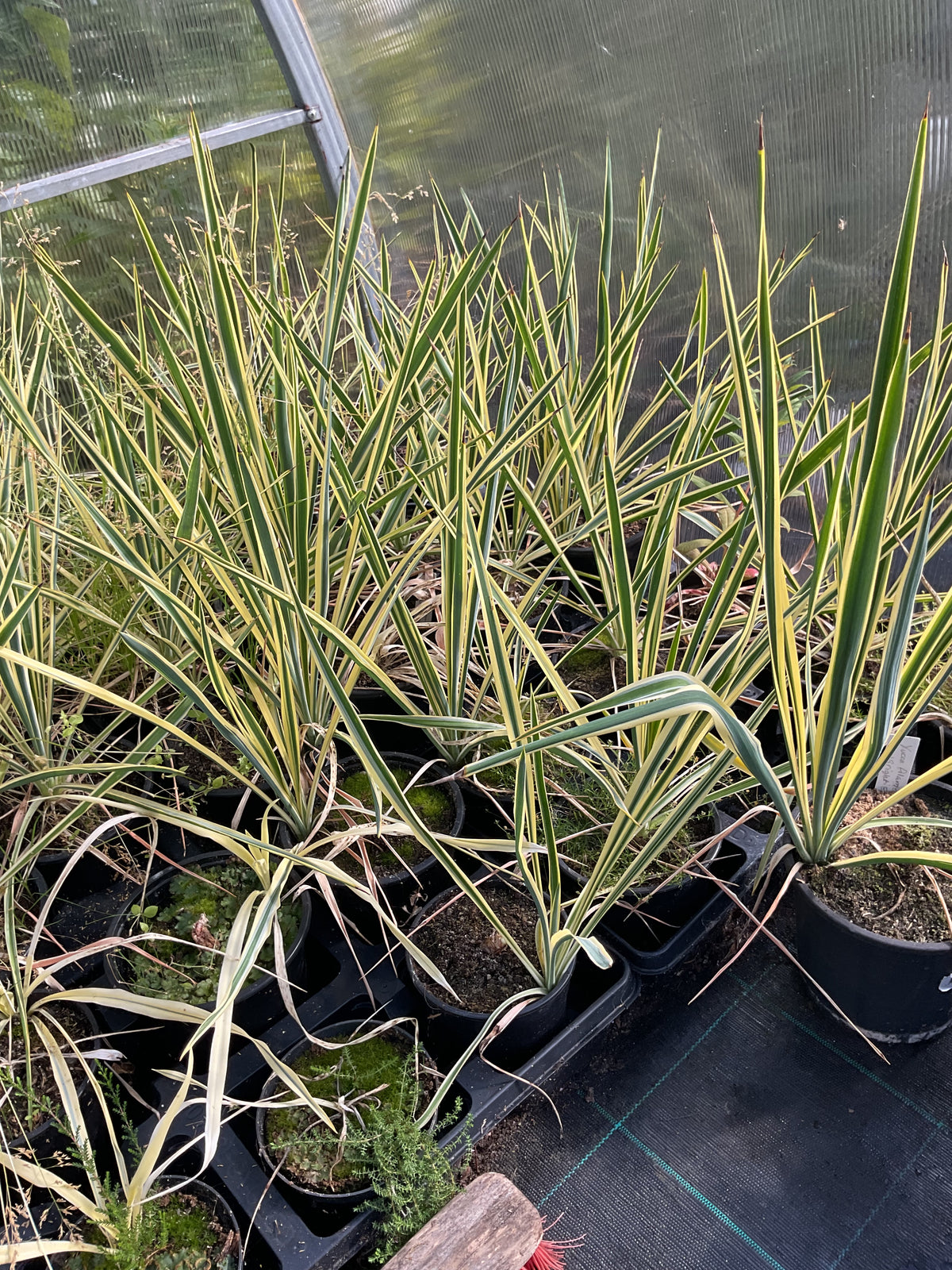 Yucca filamentosa ‘Bright Edge’ P15