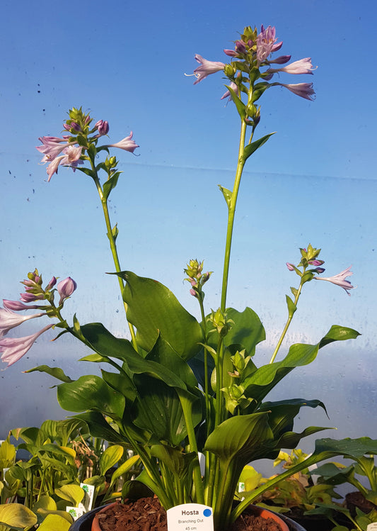 Hosta ‘Branching Out’