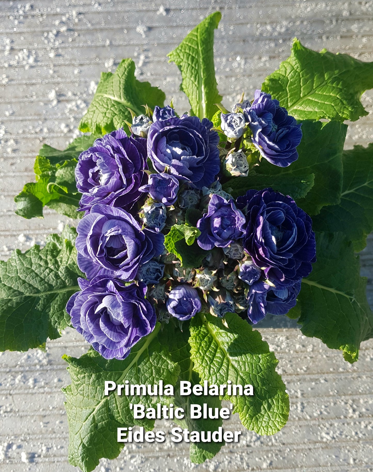 Primula Belarina ‘Baltic Blue’ P12