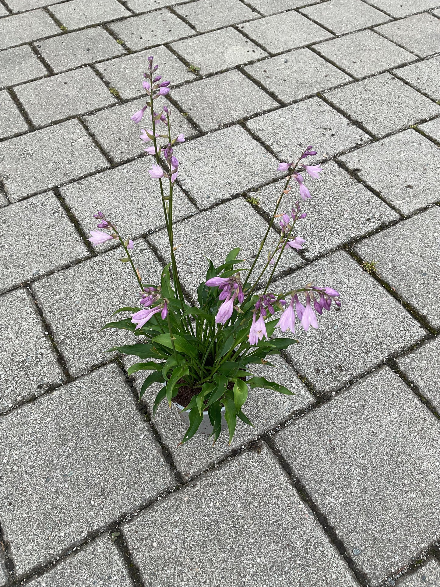 Hosta ‘Harry van Trier’