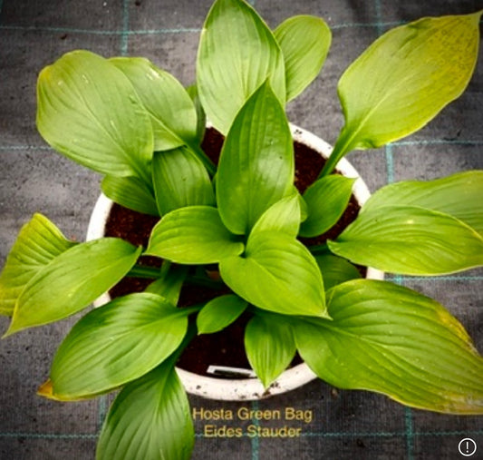 Hosta ‘Green Bag’