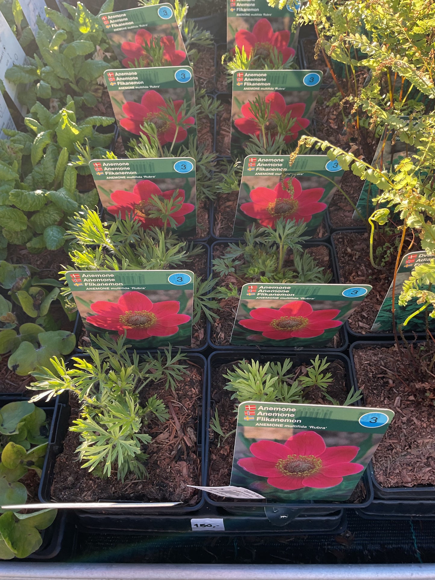 Anemone multifida ‘Rubra’ P11