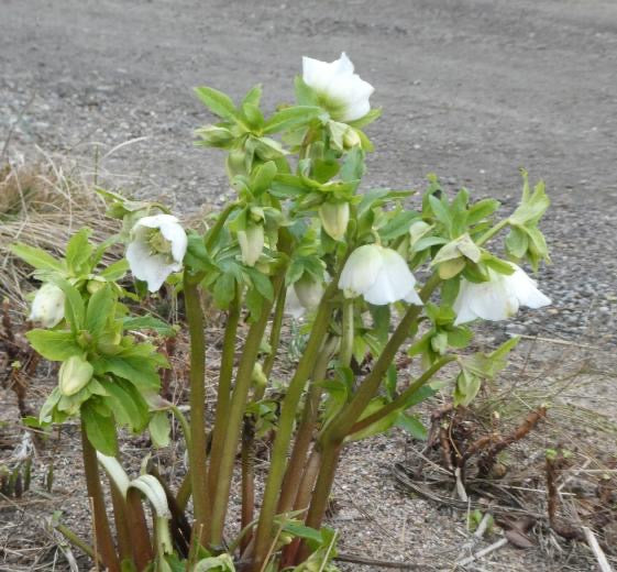 Helleborus orientalis ‘White Lady’