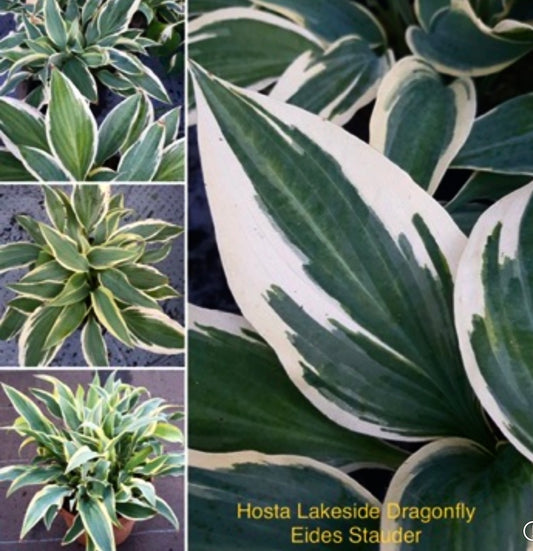 Hosta ‘Lakeside Dragonfly’