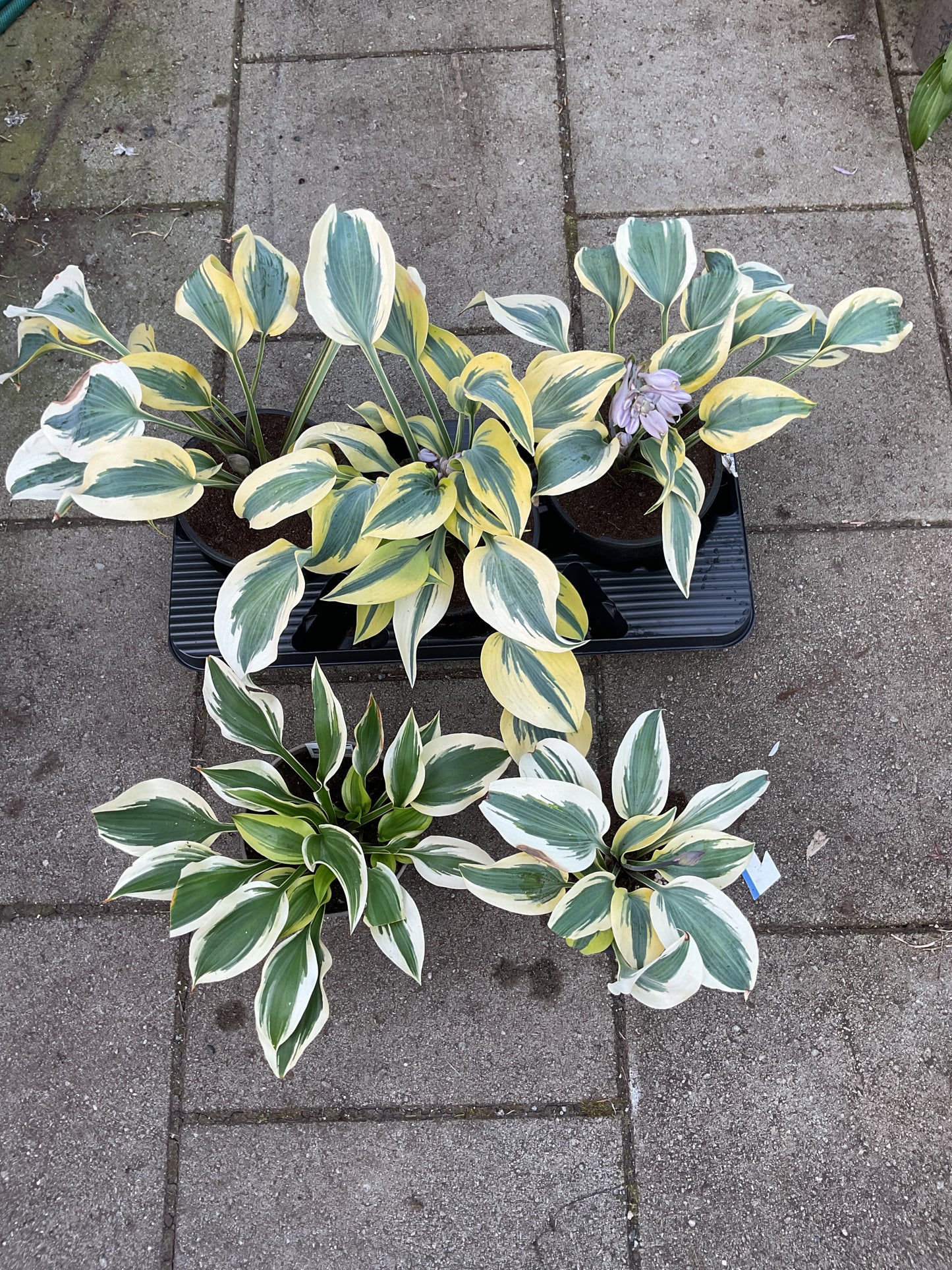 Hosta ‘Ben Vernooij’