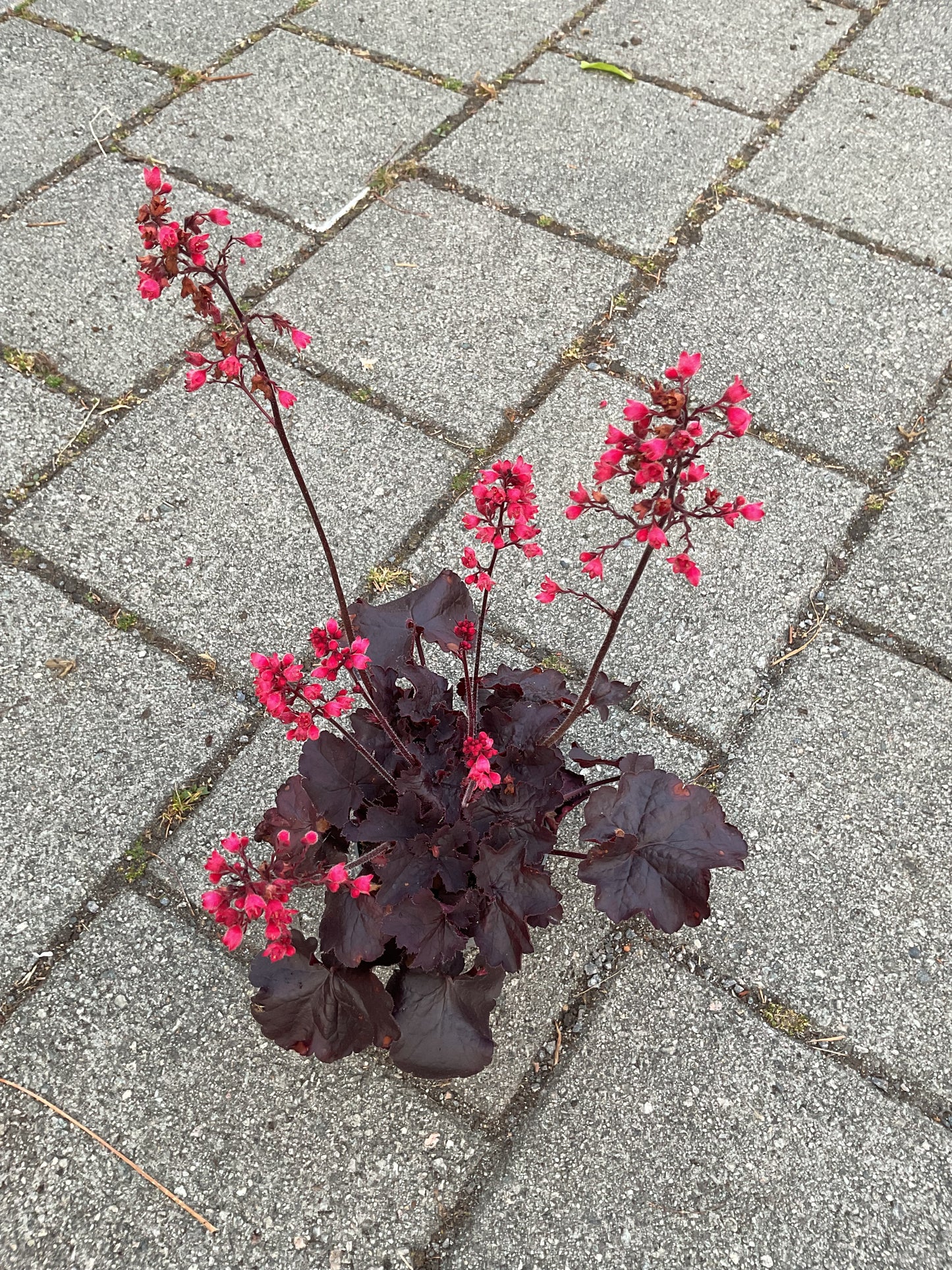 Heuchera ‘Black Forest Cake’ P12