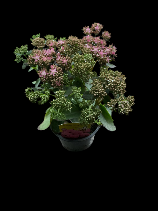 Hylotelephium spectabile ‘Carl’ P13