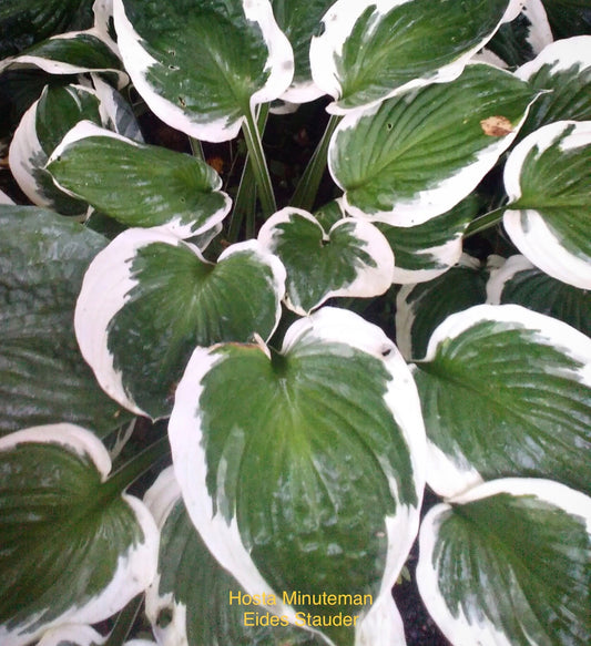 Hosta ‘Minuteman’