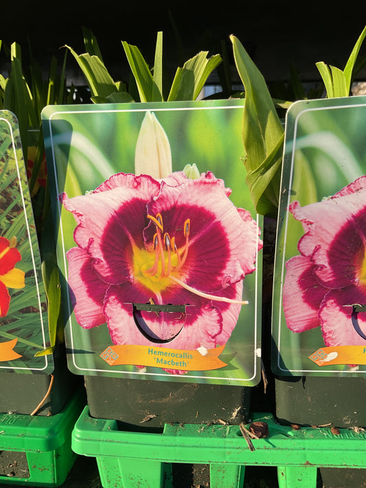 Hemerocallis ‘Macbeth’