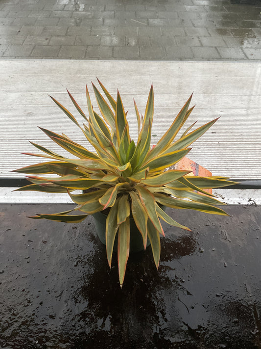 Yucca gloriosa ‘Bright Star’ P20