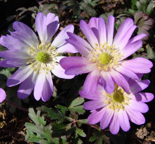 Anemone blanda ‘Charmer’