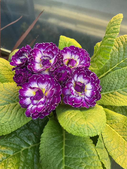 Primula Belarina ‘Purple Dawn’ P13