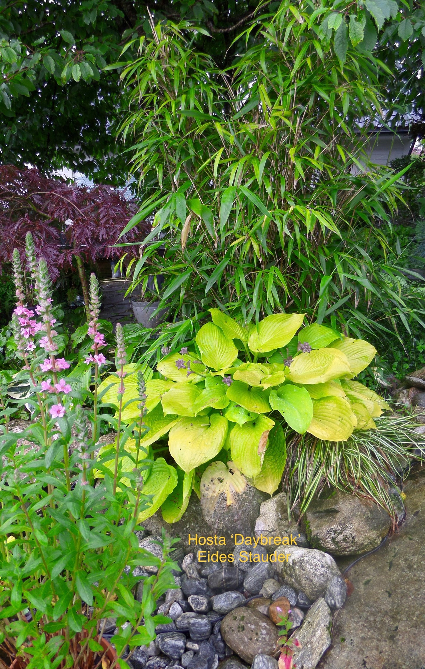 Hosta ‘Daybreak’