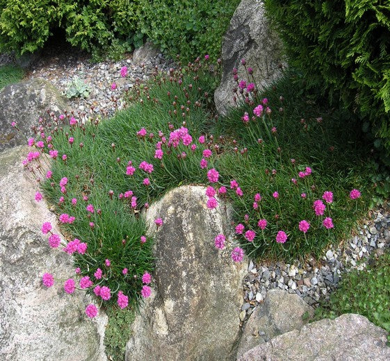 Armeria maritima ‘Düsseldorfer Stolz’