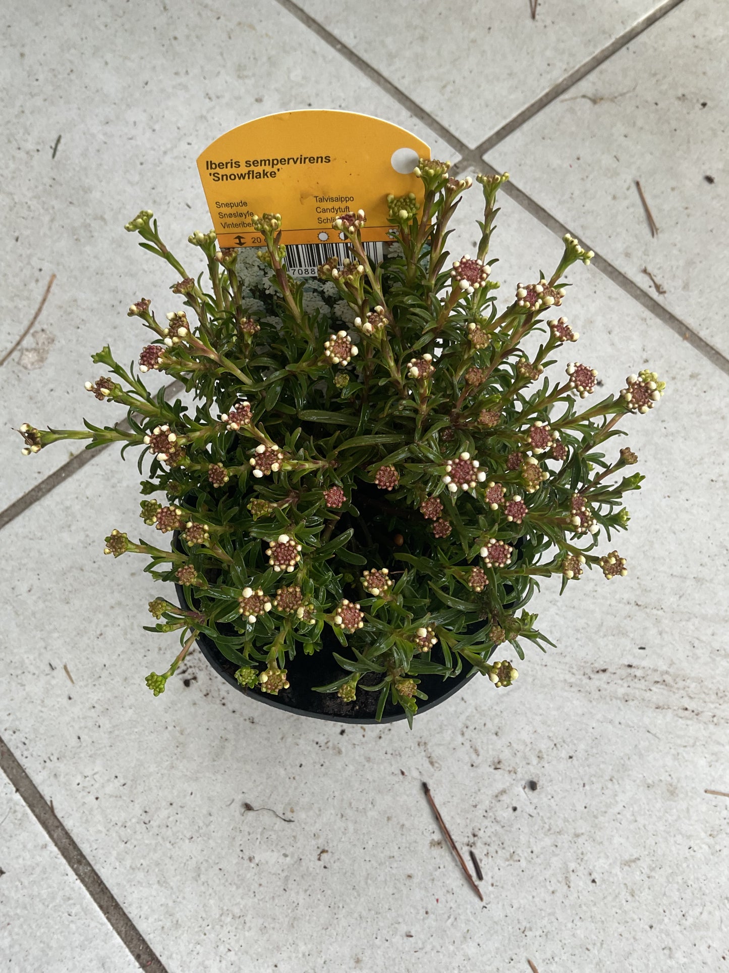 Iberis sempervirens ‘Snowflake’ P11,5