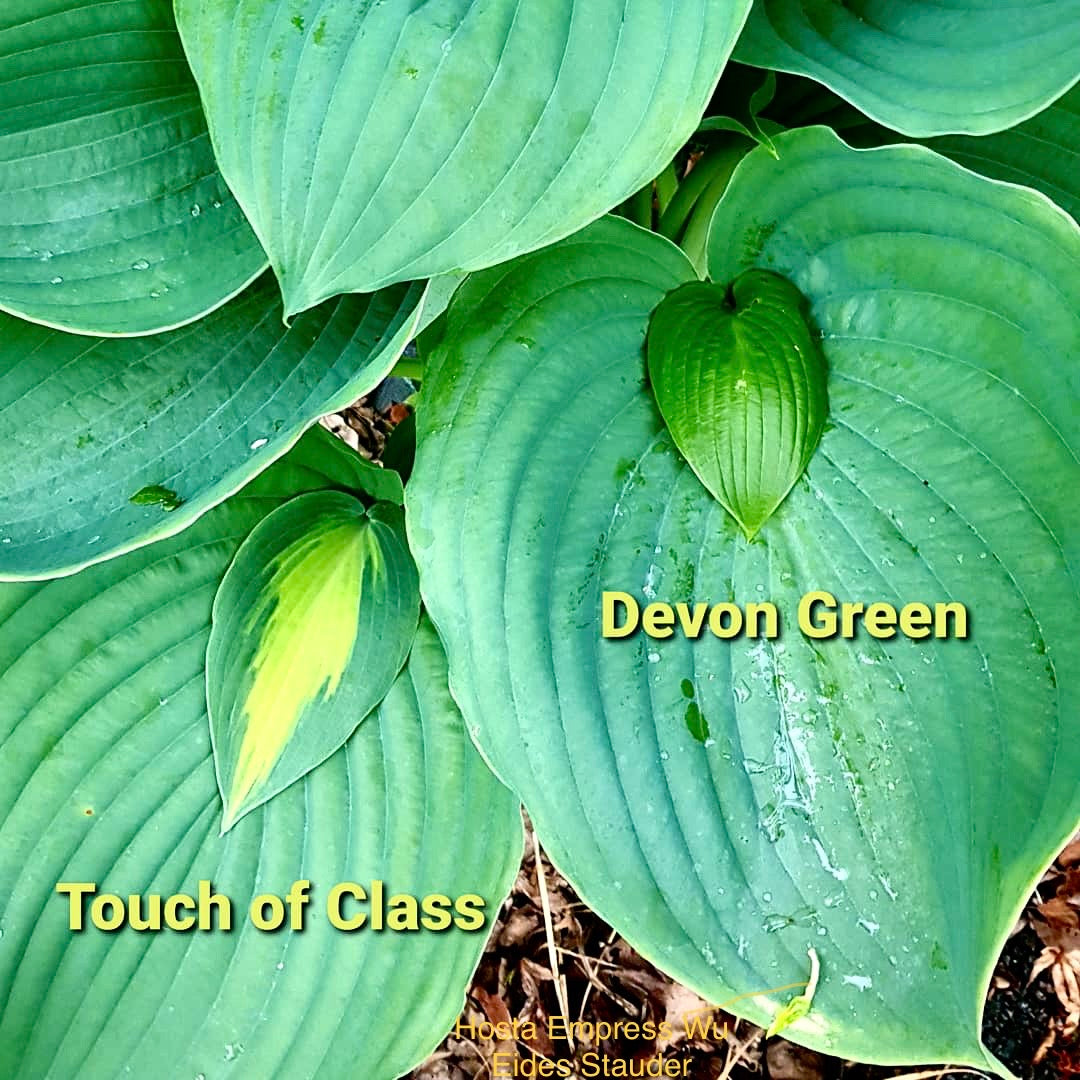 Hosta ‘Empress Wu’