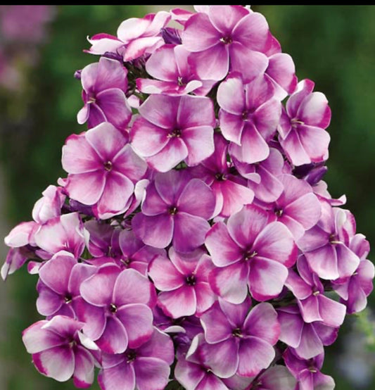 Phlox paniculata ‘Neon Flare’ P 9x9