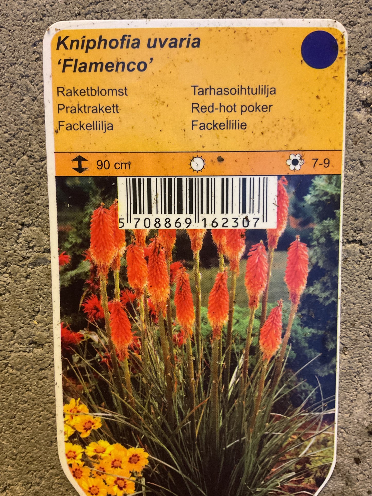 Kniphofia ‘Flamenco’ P17