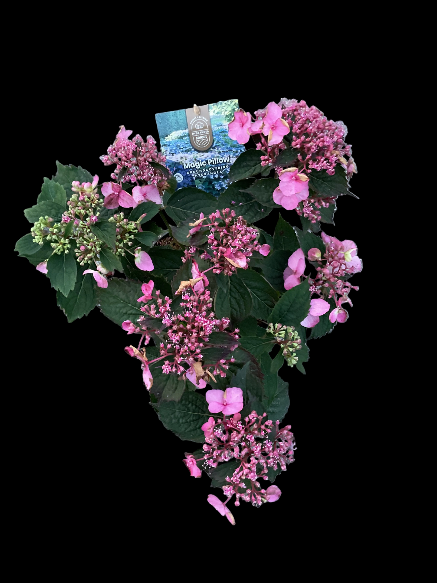 Hydrangea serrata ‘Magic Pillow’ P19