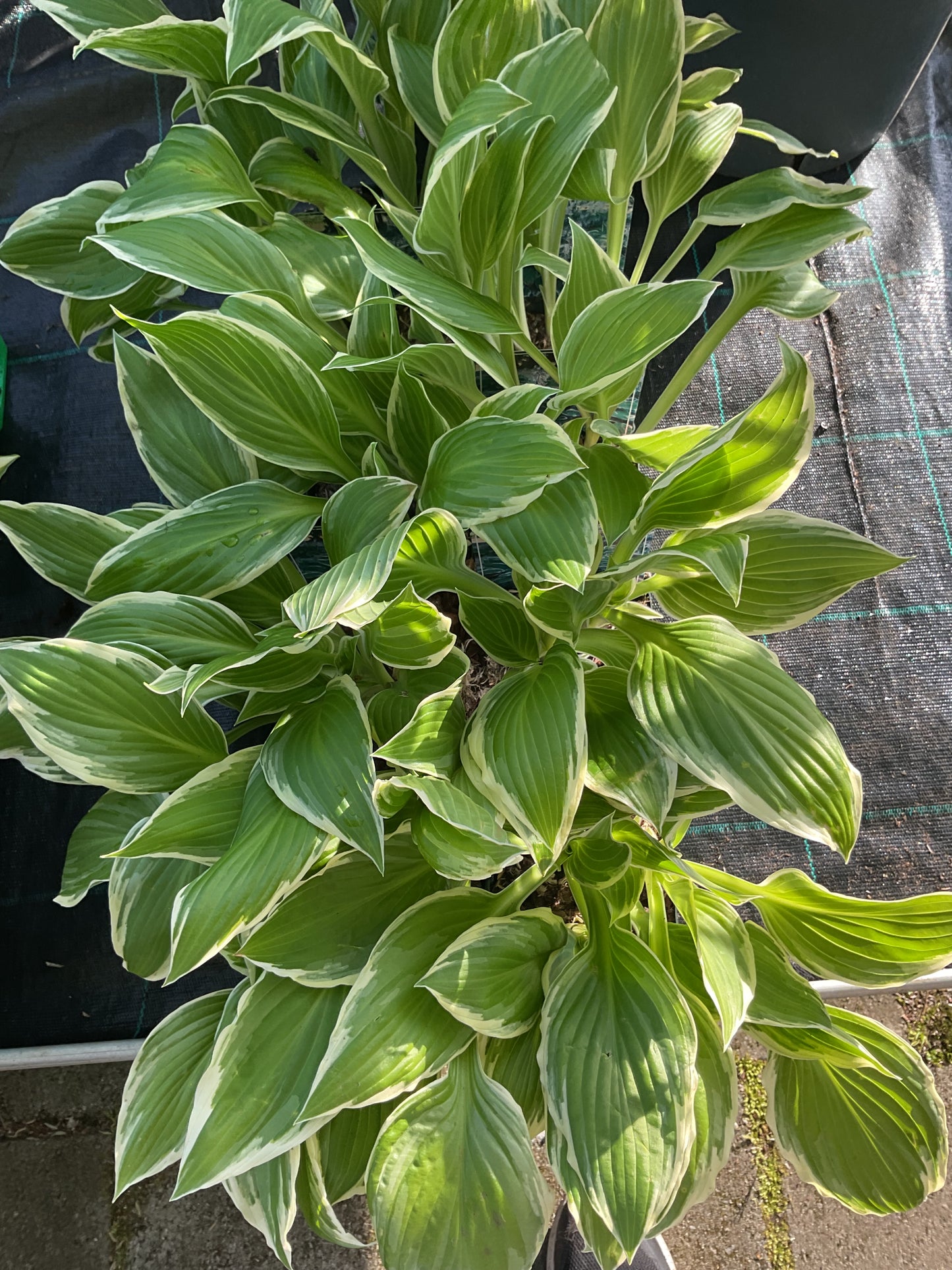 Hosta ‘Undulata Albomarginata’