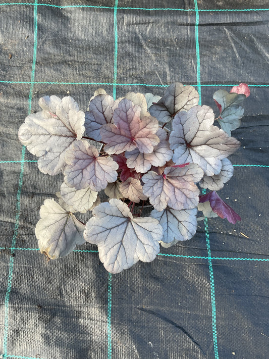 Heuchera ‘Silver Gumdrop’ P12