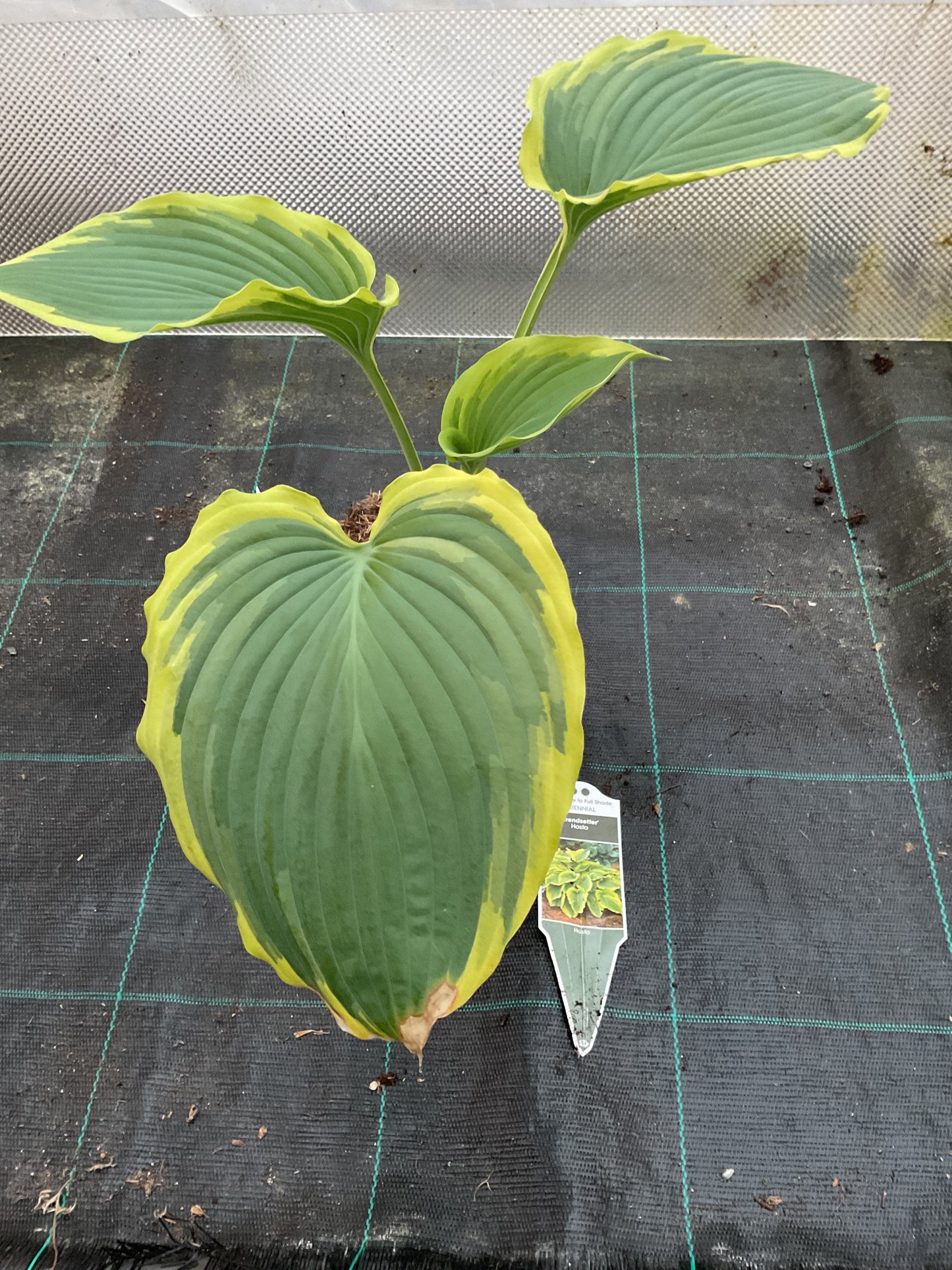 Hosta ‘Trendsetter’ ®️ P15