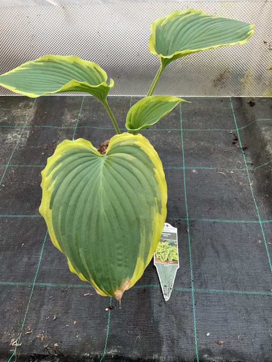 Hosta ‘Trendsetter’ ®️ P15