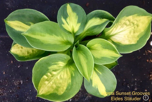 Hosta ‘Sunset Grooves’