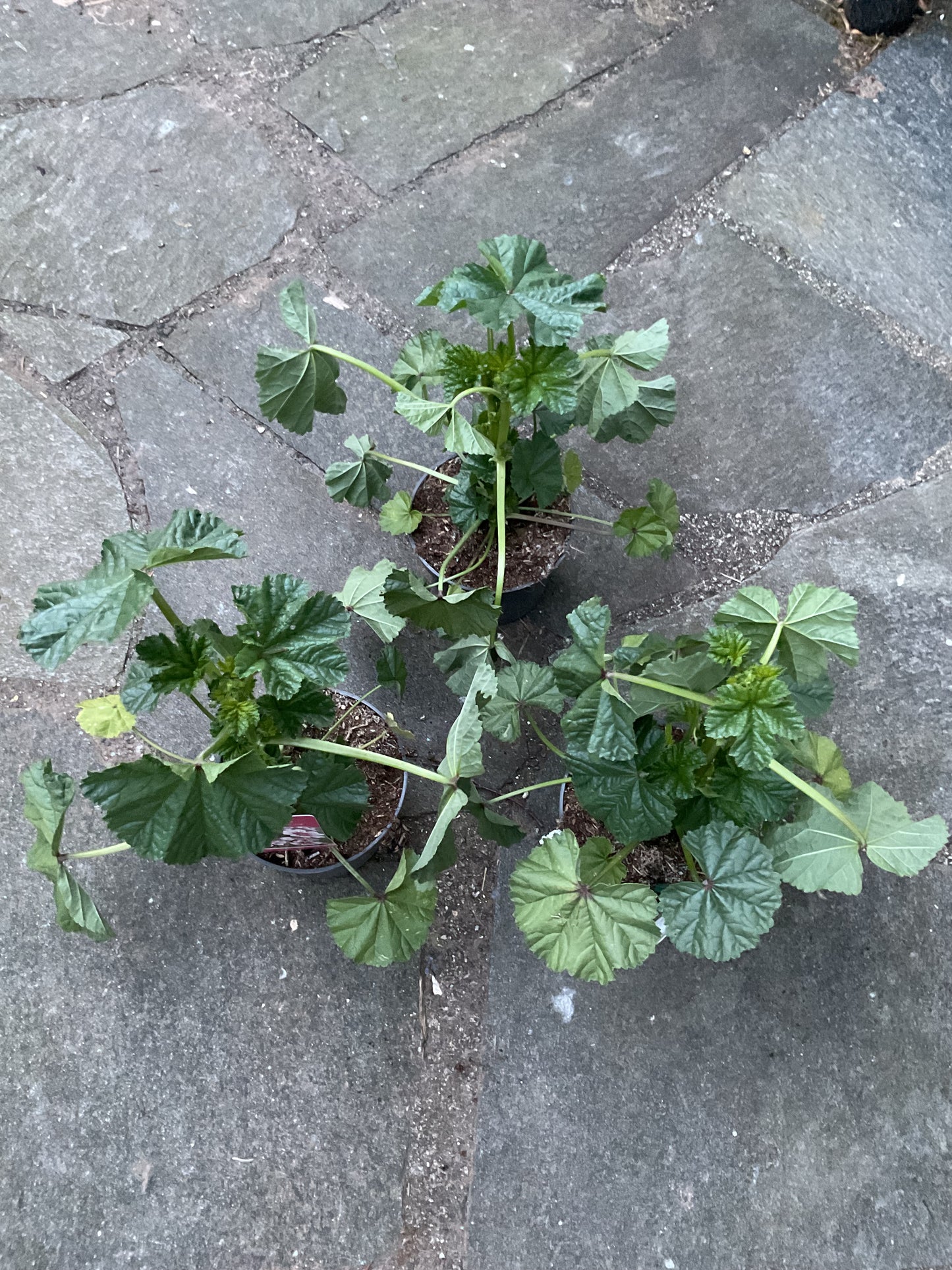 Malva sylvestris ‘Zebrina’ P13