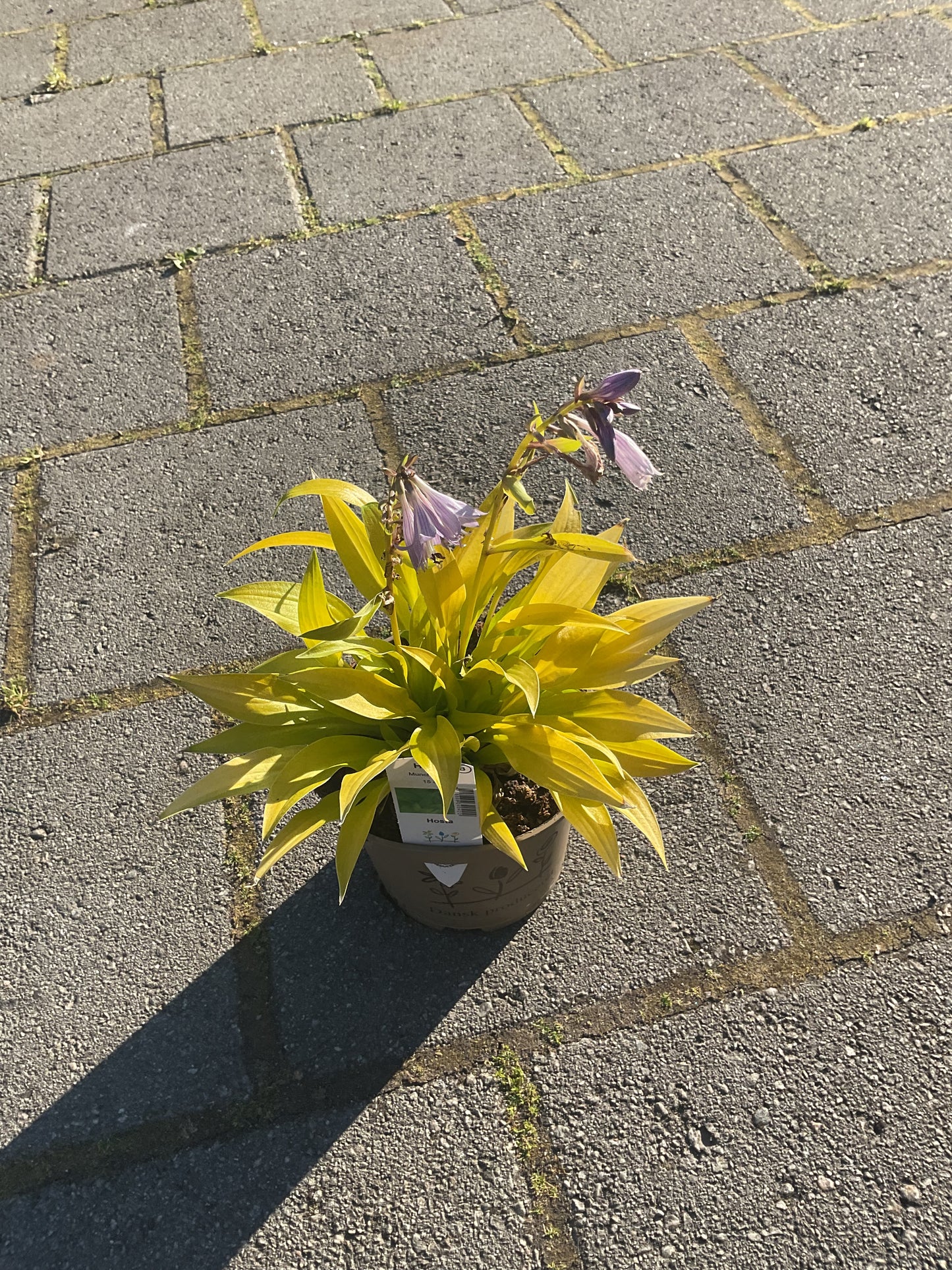 Hosta ‘Munchkin Fire’ P15