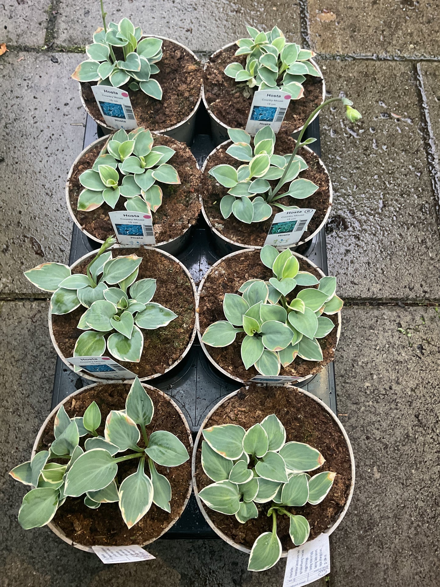 Hosta ‘Country Mouse’ P15