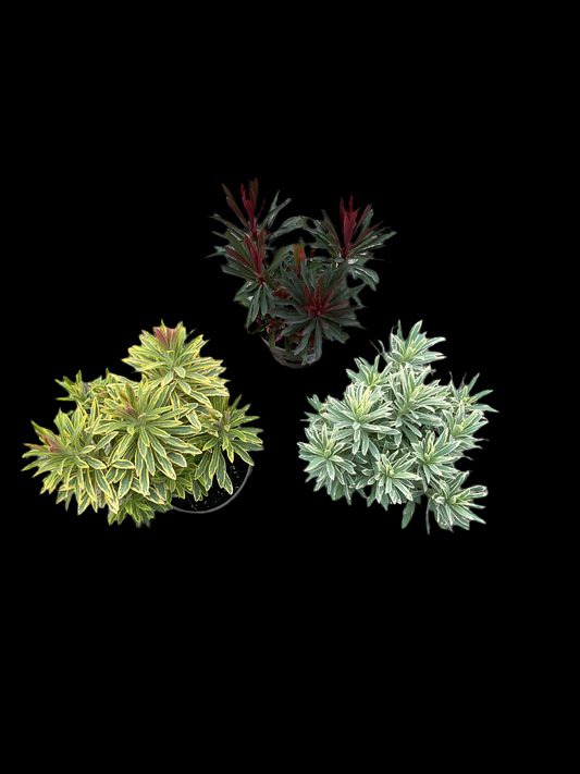 Euphorbia mix av 3 sorter P13