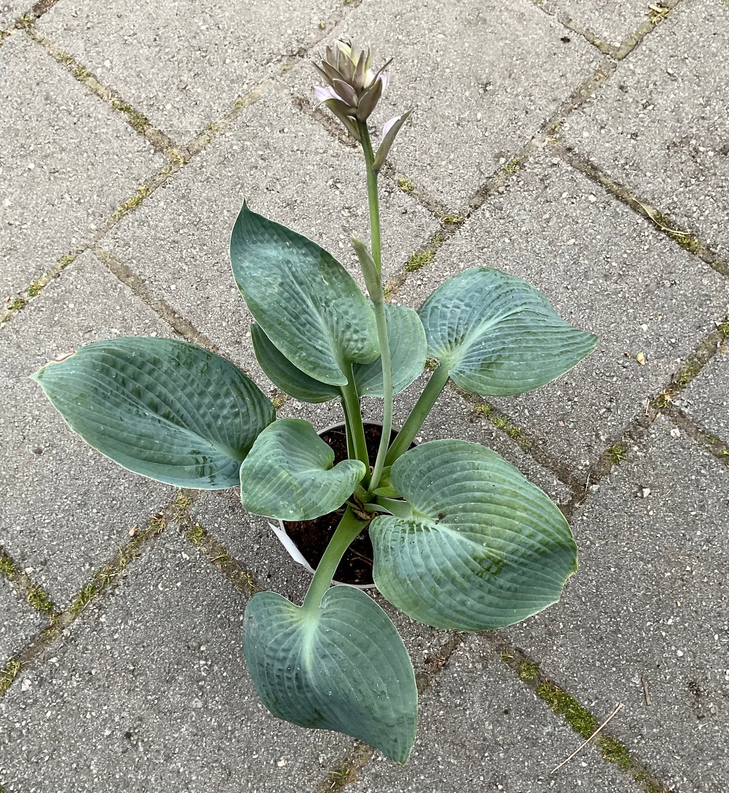 Hosta ‘Moody Blues’