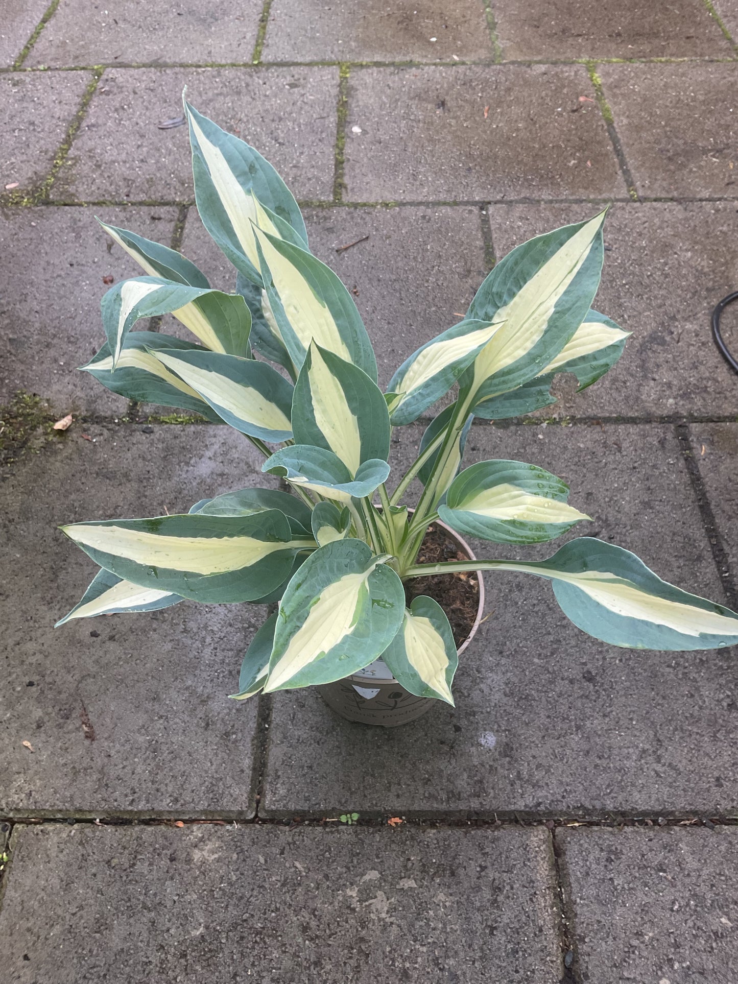 Hosta ‘Pin Up’